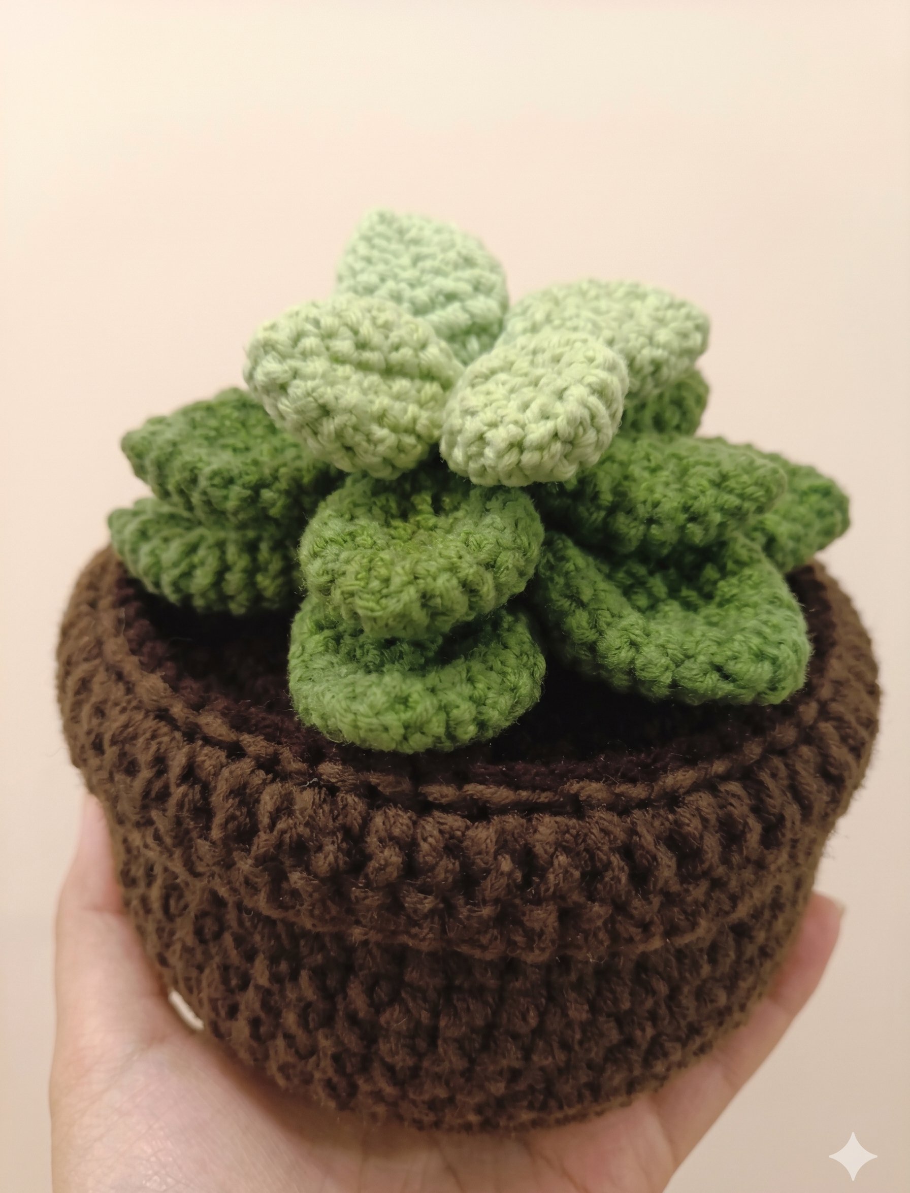 Jade Succulent